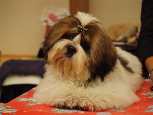 Shih Tzu Danmark
